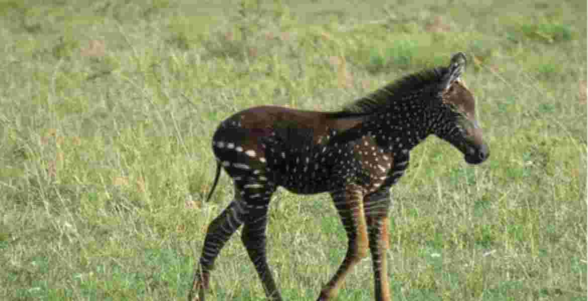 foal