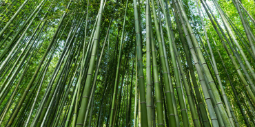 Bamboo Revolution: Kenya Moves Toward Eco-Friendly Building Solutions