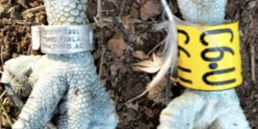 Second Finnish Osprey Found in Siaya County