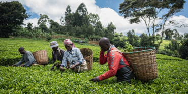 Israel-Iran Conflict Threatens Kenyan Tea Exports