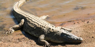 Boy, 13, Killed by Crocodile While Fetching Water in Makueni