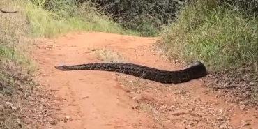 KFS Issues Safety Advisory Following Alleged Python Sighting in Karura Forest
