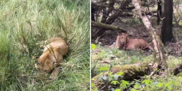 Six Lions Poisoned in Maasai Mara Days After World Tourism Day Celebrations