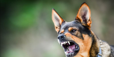 Washing Dog Bite Wounds Can Help Stop Rabies, Say Kenyan Vets