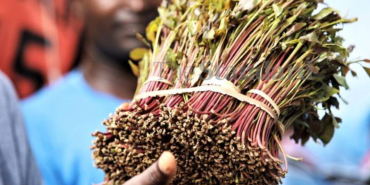 Meru University in New Bid to Turn Miraa into Drinkable Sachets