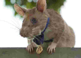 Tanzanian Rat Awarded Gold Medal for Live-Saving Bravery in Detecting Explosives