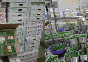 36 Kenyan Fruits and Vegetables Companies Bag Sh235 Million Orders in Virtual Italian Trade Fair