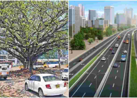 KeNHA to Transplant Westlands’ Iconic Fig Tree to Pave Way for Nairobi Expressway