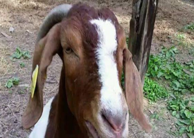 Kenyan Man Snatches Goats from Woman's Home After She 'Ate'  Fare 