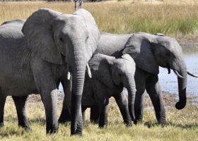Zimbabwe to Start Selling Rights to Shoot over 500 Endangered Elephants 