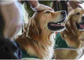 US Centers for Disease Control and Prevention (CDC) Bans Import of Dogs from Kenya 