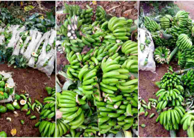 Kenyan Man Destroys Farm Produce Worth Sh200,000 to Stop Wife from Working on Father’s Day 