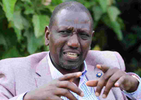 Congolese Senator Demands an Apology from William Ruto over Cow Remarks 