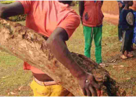 Police Rescue 19-Year-Old Kenyan Man Nailed to a Tree 