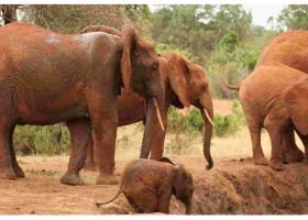 Over 70 Elephants Die in Tsavo National Park Due to Drought