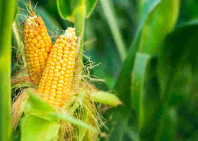 Kenya Lifts Ban on Importation and Cultivation of GMO Crops