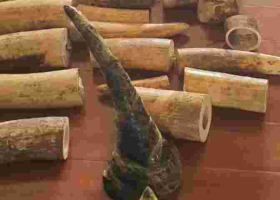 Chinese Man Found Dead in a Nairobi Apartment, Game Trophies Recovered 