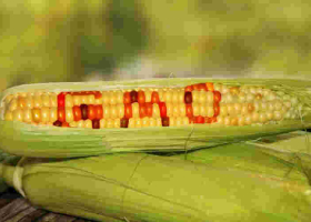 Gov't Set to Appeal High Court Ruling on GMO Crops Ban