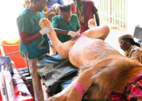 Three-Year-Old Lion Undergoes Vasectomy in Nairobi