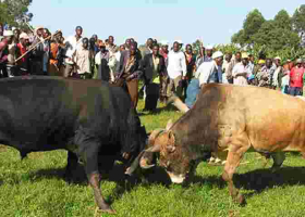 Kenyan Man Killed During a Bullfighting Match 