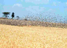 Gov’t to Kill 5.8 Million Quelea Birds After Kisumu Invasion