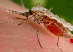 Alarm as Researchers Discover a Dangerous Malaria Vector in Kenya