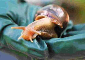 JKUAT Secures Sh128 Million to Make Cough Syrup from Snails