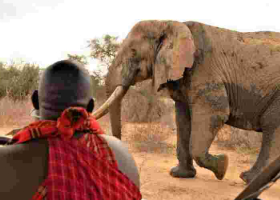 Tembo Naming Festival: Kenyans to Pay Up to Sh500,000 to Have an Elephant Named After Them 