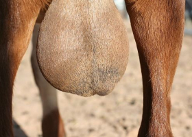 Chinese Woman in Kenya Charged with Stealing and Exporting Goat Testicles Worth Sh6 Million 