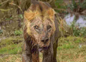 Oldest Lion in Amboseli National Park Killed by Herders