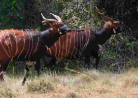 Meru To Import Endangered Rhinos and Bongos From the US
