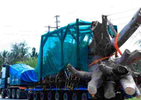 Two Kenyan Stowaways Arrested Hiding in Ship Transporting Baobabs to Georgia