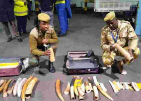 Indonesian Citizen Arrested With Ivory Worth Ksh10 Million At JKIA