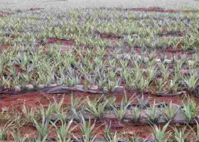 Workers Cry Foul as Del Monte Cuts Working Days to Cut Costs