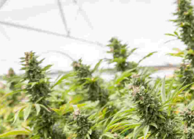 Should Kenya Legalize and Start Bhang Exportation?