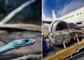 How Snakes and Scorpions Sneak Into the UK via Tourist Luggage from Kenya 