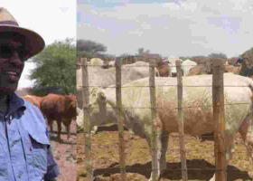 Kenyan Farmer Finds Success with Over 1000  Cattle in Botswana's Agricultural Sector