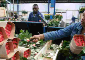 UK Suspends Tariffs on Kenyan Cut Flowers