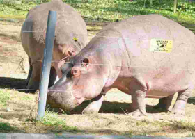 Flower Farm Workers Killed by Hippos in Lake Naivasha