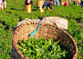 Residents Raise Issues Prior to Tea Estate's Impending Sale