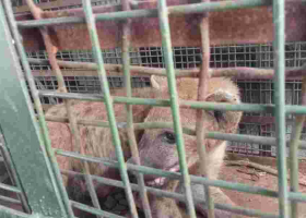 KWS Swiftly Captures Stray Hyena in Embakasi