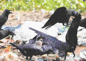 Kenya's Bold Plan to Eliminate One Million Crows by 2025