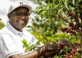 How Minneapolis Startup Uplifts Kenyan Coffee Farmers 