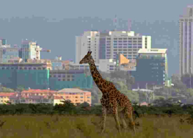 Nairobi Climbs to 4th Place in Africa's High-Rent City Rankings
