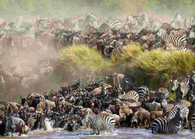 Maasai Mara Fee Hike Drives Tourists to Serengeti as Wildebeest Migration Begins