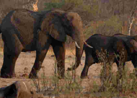 Why Namibia Plans to Slaughter 723 Wild Animals