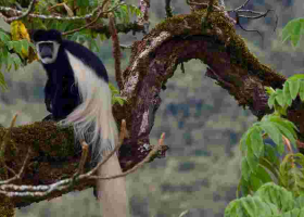 Luhya's Primate Delicacy at Odds with Mpox Fears