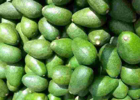 Kenyan Exporters on Notice as Government Sets Strict Rules for Avocado and Mango Trade