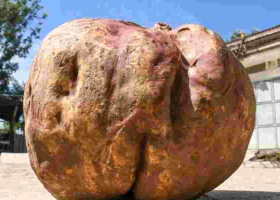 Is This Kenya's Largest Sweet Potato? Nakuru Farmer's Record-Breaking Harvest