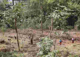 Kenya Loses 6 Million Eucalyptus Trees in Six Months